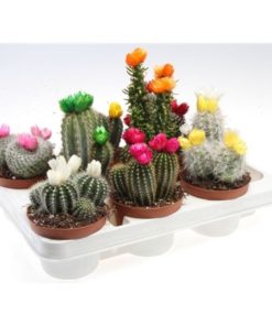 Cactus Mix With Strawflower