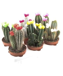Cactus Mix With Strawflower