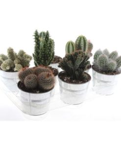 Cactus Mix In Zinc