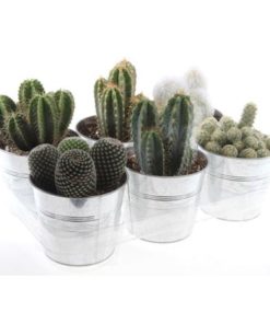 Cactus Mix In Zinc