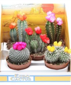 Cactus Mix With Strawflower In Showbox