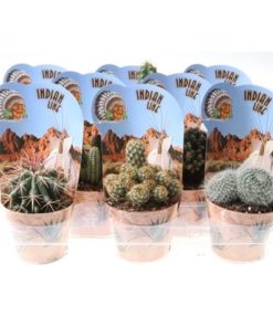 Cactus Mix In Potcover Indian Line