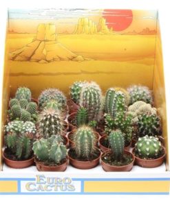 Cactus Mix In Showbox
