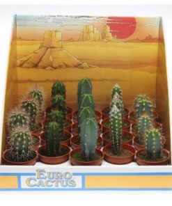 Cactus Mix In Showbox