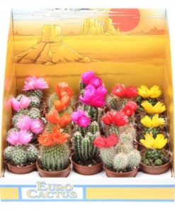 Cactus Mix With Strawflowerin Showbox