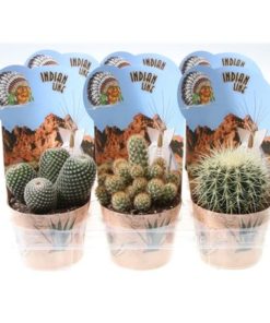 Cactus Mix In Potcover Indian Line