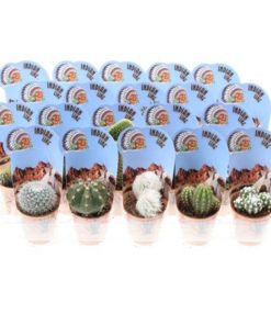Cactus Mix In Potcover Indian Line