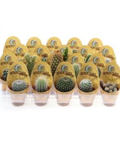 Cactus Mix In Potcover Desert