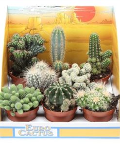 Cactus Mix In Showbox