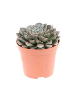 Graptopetalum Vega