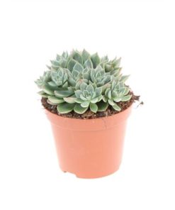 Graptopetalum Altair