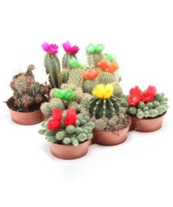 Cactus Mix With Strawflower