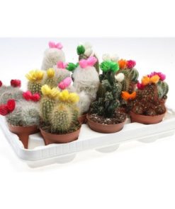 Cactus Mix With Strawflower