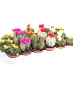 Cactus Mix With Strawflower