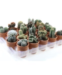 Cactus Mix In Terracotta