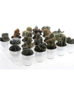 Cactus Mix In Zinc