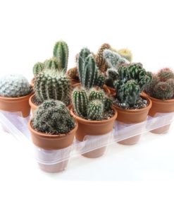 Cactus Mix In Terracotta