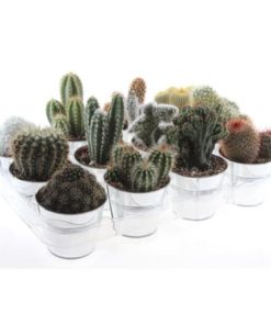 Cactus Mix In Zinc
