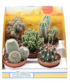 Cactus Mix In Showbox