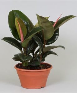 Fic El Robusta
