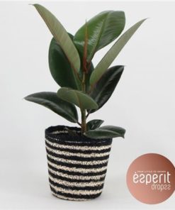 Fic El Robusta In Basket