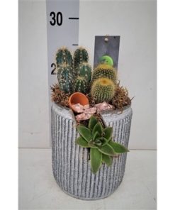 Cactus Mix In Ceramic Waterfall