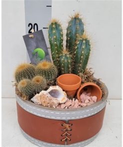 Catus Mix In Ceramic With Leather