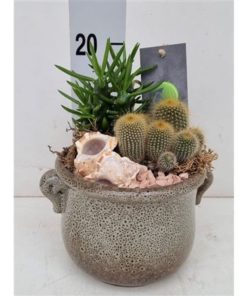 Cactus Mix In Ceramic With Ears
