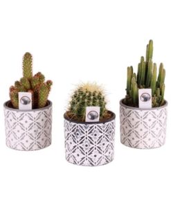Cactus Mix In Ceramic Mix