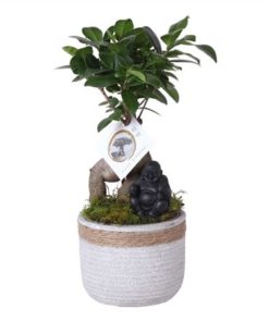 Fic Mi Ginseng In Ceramic With Rope And Buddha