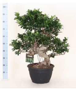 Fic Mi Ginseng Curly Shape