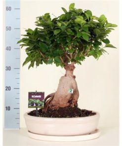 Fic Mi Ginseng In Ceramic Ovale White