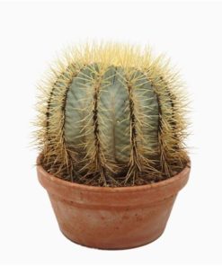 Ferocactus Glauces