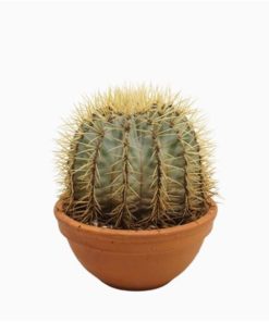 Ferocactus Glauces