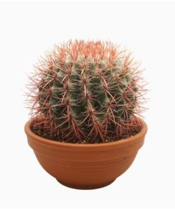 Ferocactus Stainesii