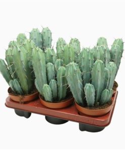 Cere Myrtillocactus Geometrizans