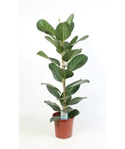 Ficus Beng Audrey