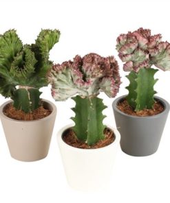 Euphor Mix Lactea In Ceramic Karla Mix