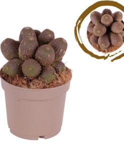 Cactus Multihead Echinopsis Tamatinensis