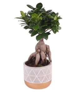 Fic Mi Ginseng In Ceramic Diamond