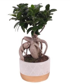 Fic Mi Ginseng In Ceramic Diamond