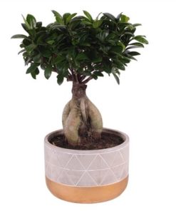 Fic Mi Ginseng In Ceramic Diamond