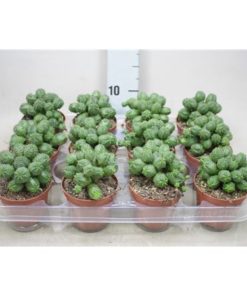 Euphor Globosa