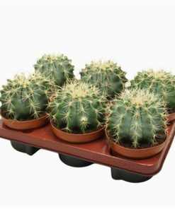 Ferocactus Glauces