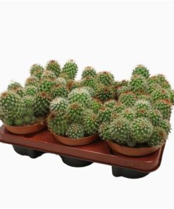 Mammillaria Ernestii 13 Cm.