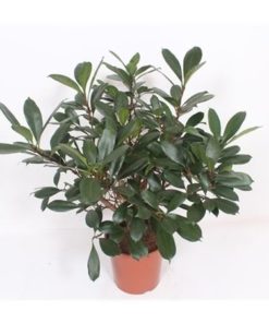 Ficus Cyathistipula Vertakt