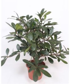 Ficus Cyathistipula