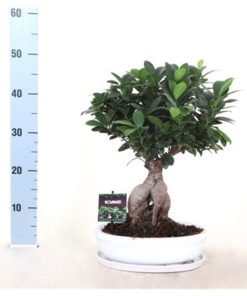 Fic Mi Ginseng In Pot White
