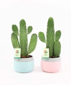 Opuntia In Mint Mosaic Pot Mix