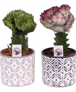 Euphor Lactea Mix In Terracotta Printed
